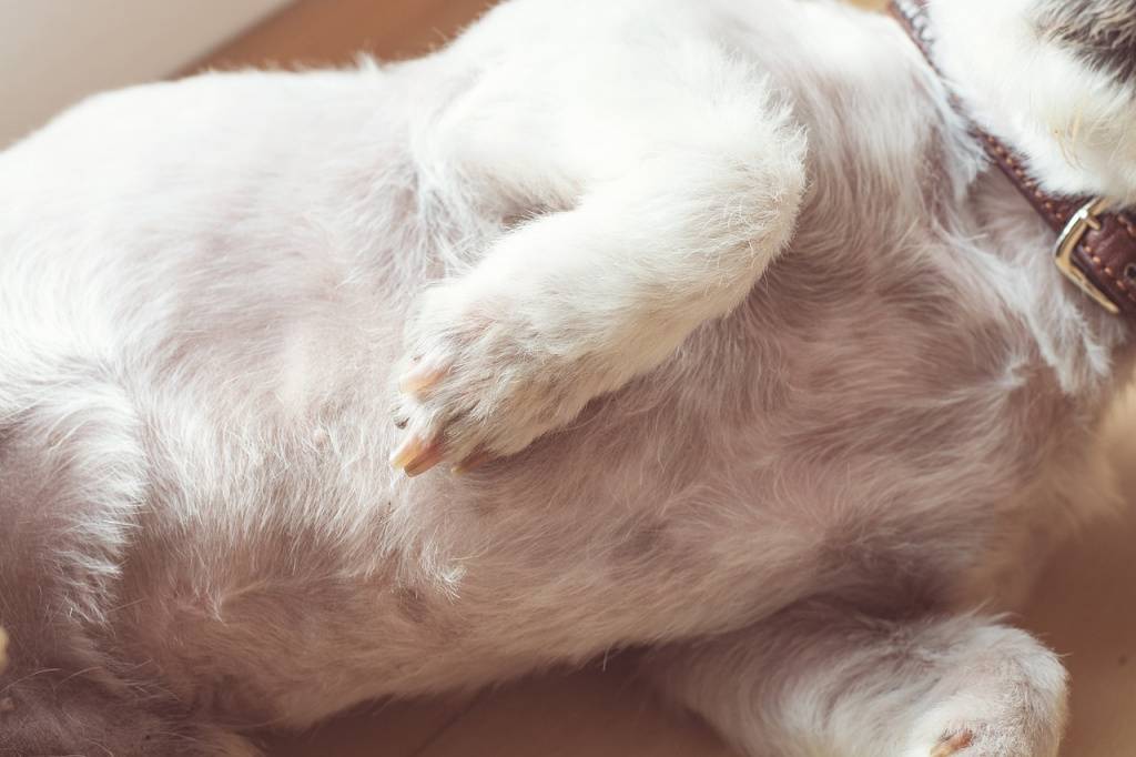 5 причин, почему у собаки урчит и бурлит в животе: что делать, как помочь, лечение