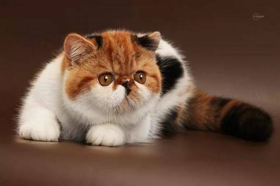 Экзотическая короткошерстная порода кошек: характеристика породы, уход, питание, возможные болезни