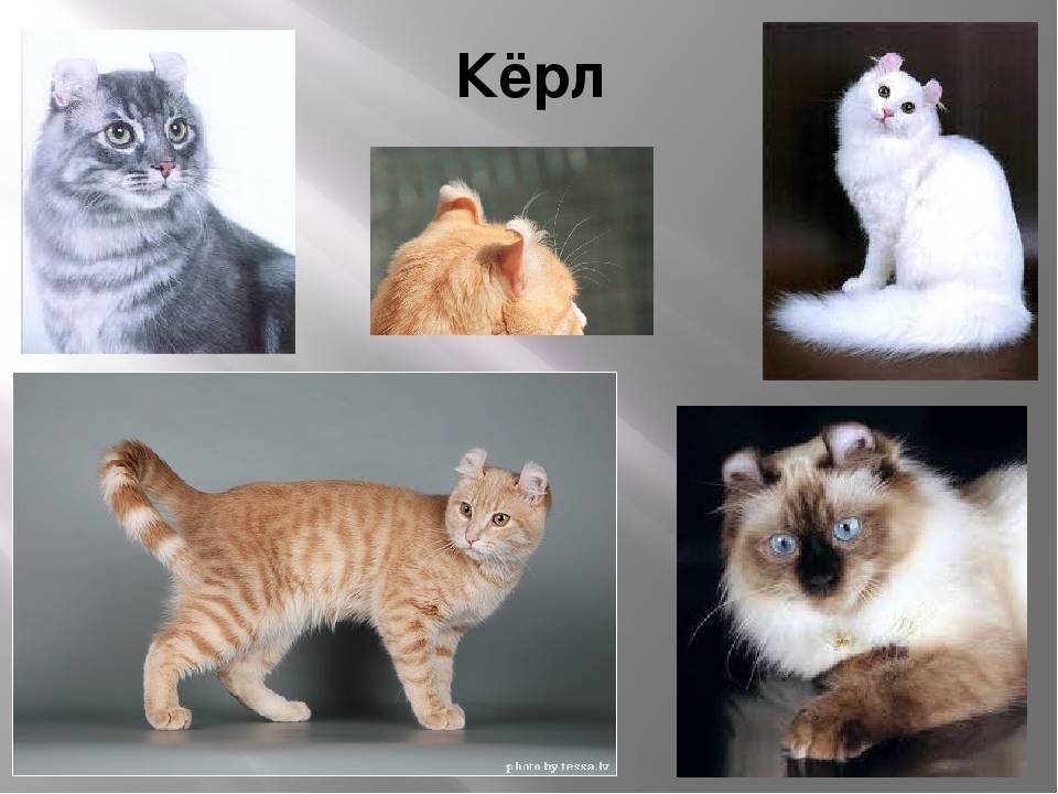 Американский керл: фото и описание породы кошек, характер, особенности содержания и ухода :: syl.ru
