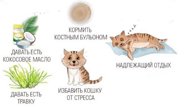 ᐉ стресс у кошки. что делать? - ➡ motildazoo.ru