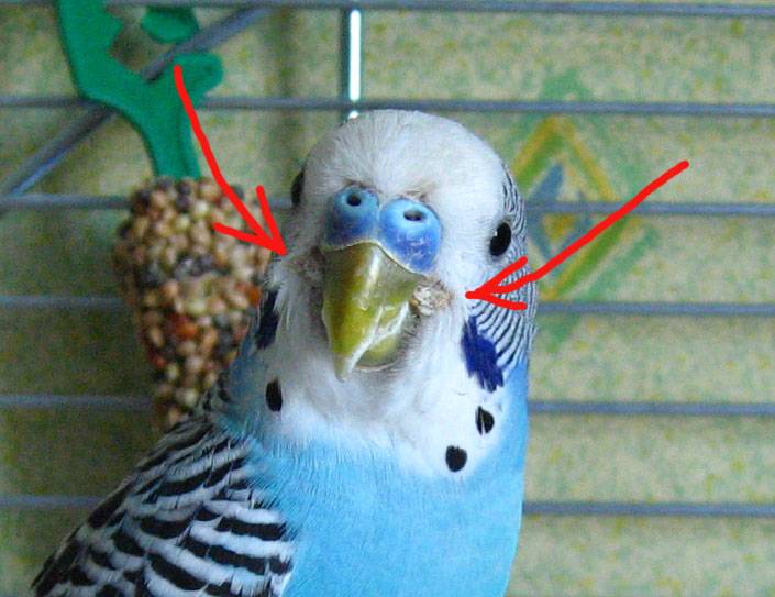 Как вылечить попугая от французской линьки