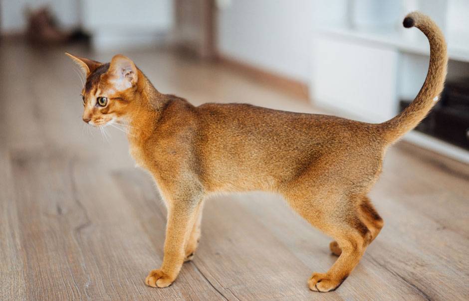 Абиссинская кошка: окрасы