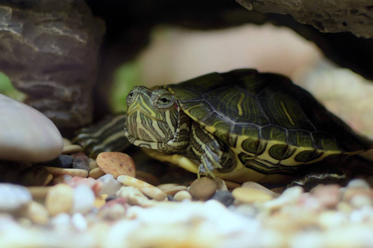 Виды красноухих черепах, условия содержания маленьких и больших рептилий