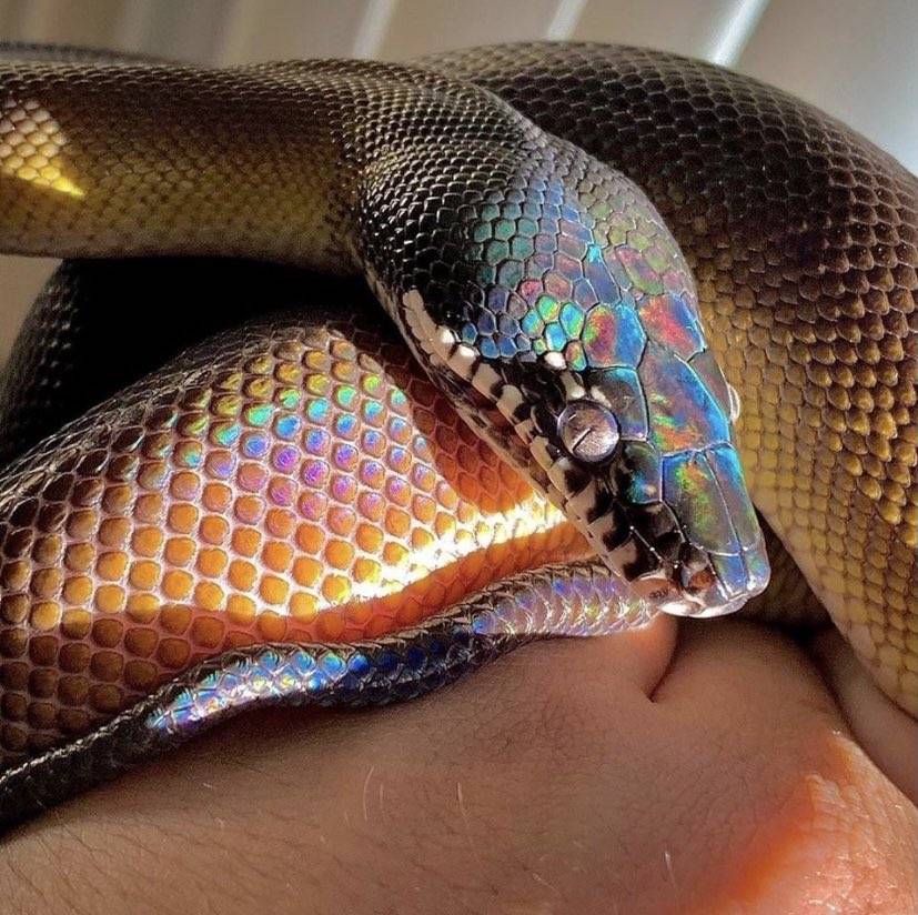 Опасные, но прекрасные! 19 самых красивых змей в мире!