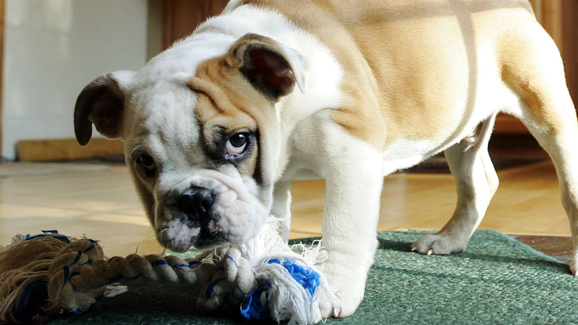 Как отучить собаку грызть мебель: эффективные способы, советы ветеринаров и рекомендации владельцев