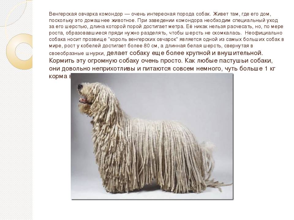 Комондор (венгерская овчарка): описание породы, характеристики и особенности :: syl.ru