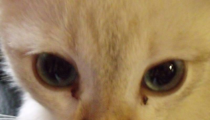 Причины гнойных выделений из глаз у кошки