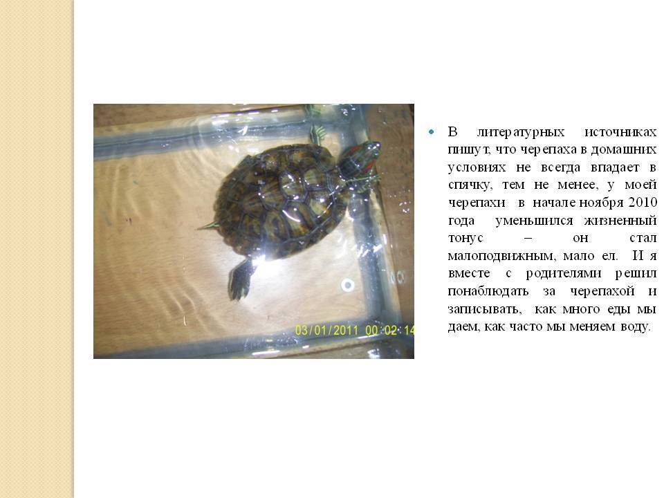 ᐉ как разбудить и вывести черепаху из спячки в домашних условиях - zoopalitra-spb.ru