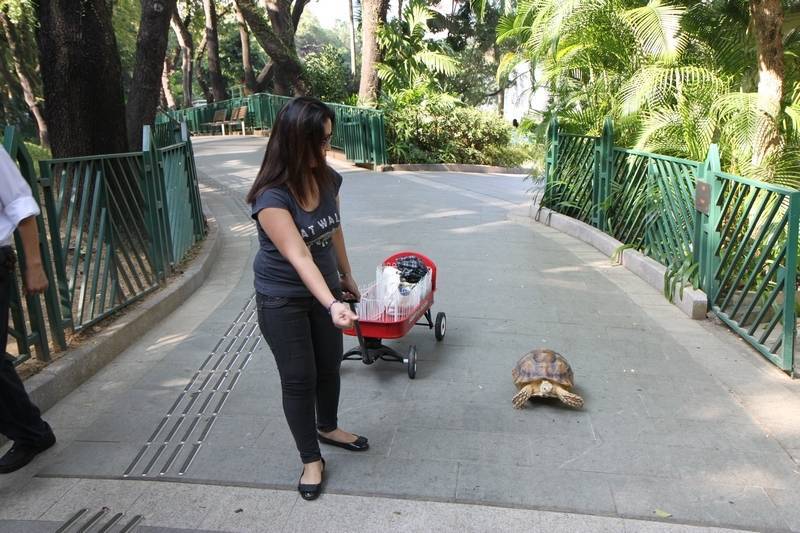 Общение с черепахой и приручение - все о черепахах и для черепах