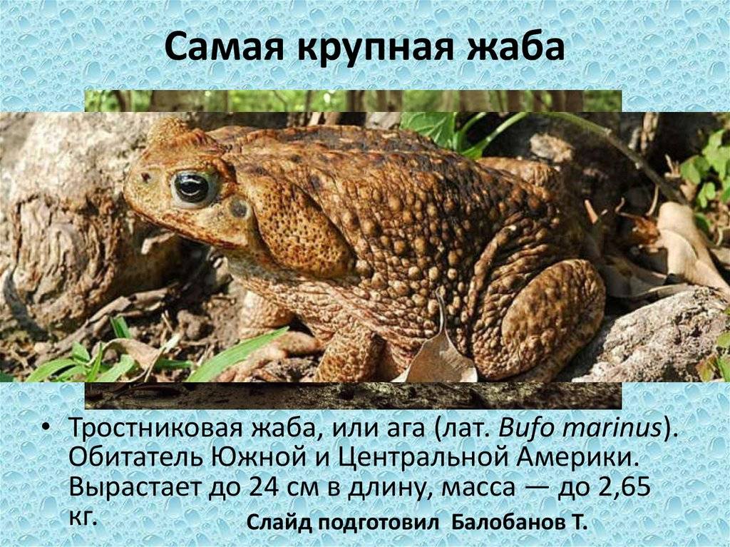 Земляная жаба: чем питается, где обитает, описание и основные виды