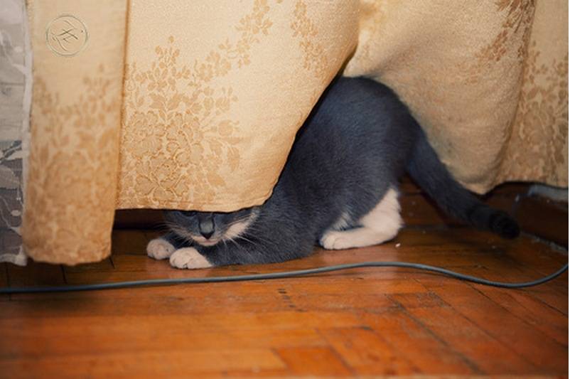 Кошки прячут своих котят — что вы должны знать!