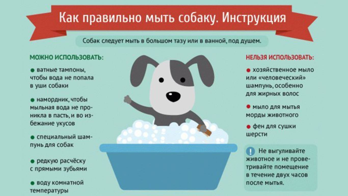 Как часто можно мыть взрослую собаку и щенка