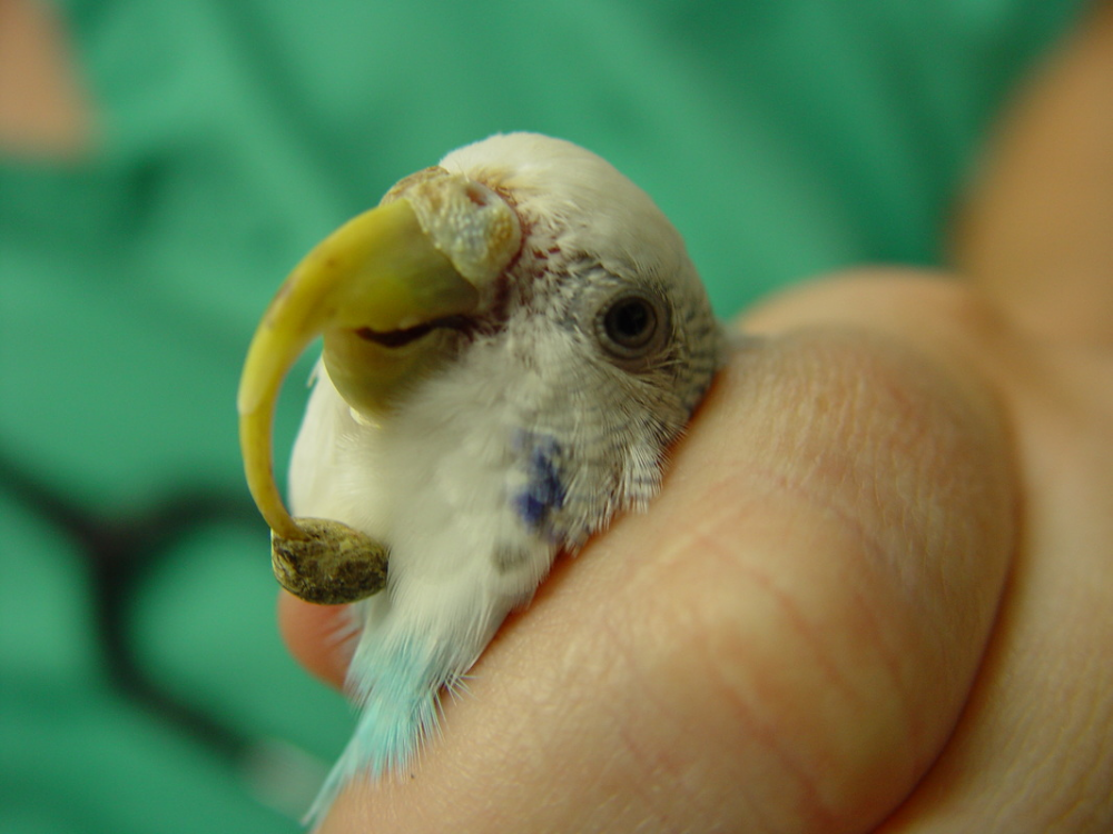 У попугая слоится клюв: возможные причины и их устранение