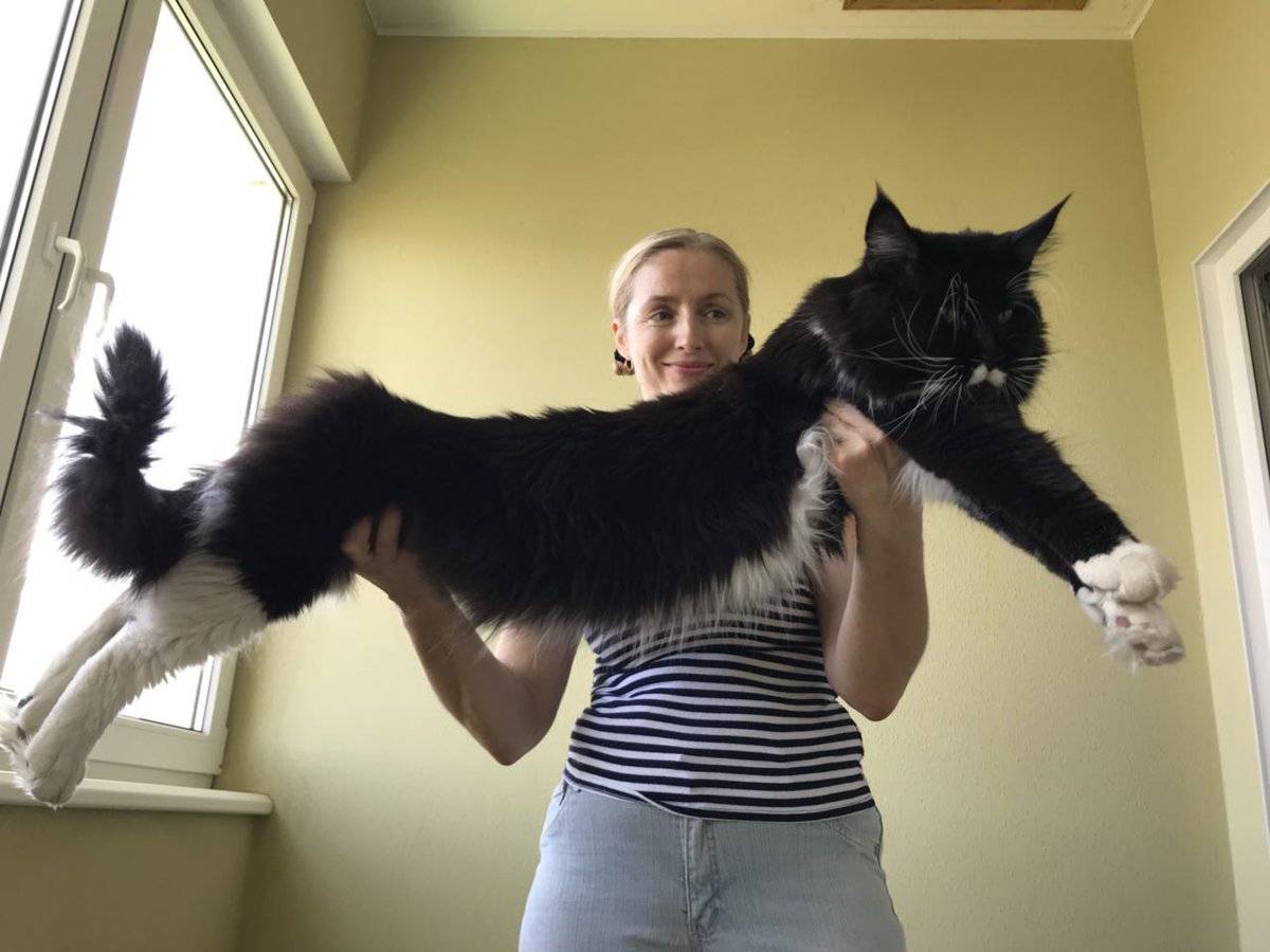 Мейн - кун метис: фото, помесь обычной кошки, смесь британца, скрещенный с сибирской кошкой, как отличить полукровку кота