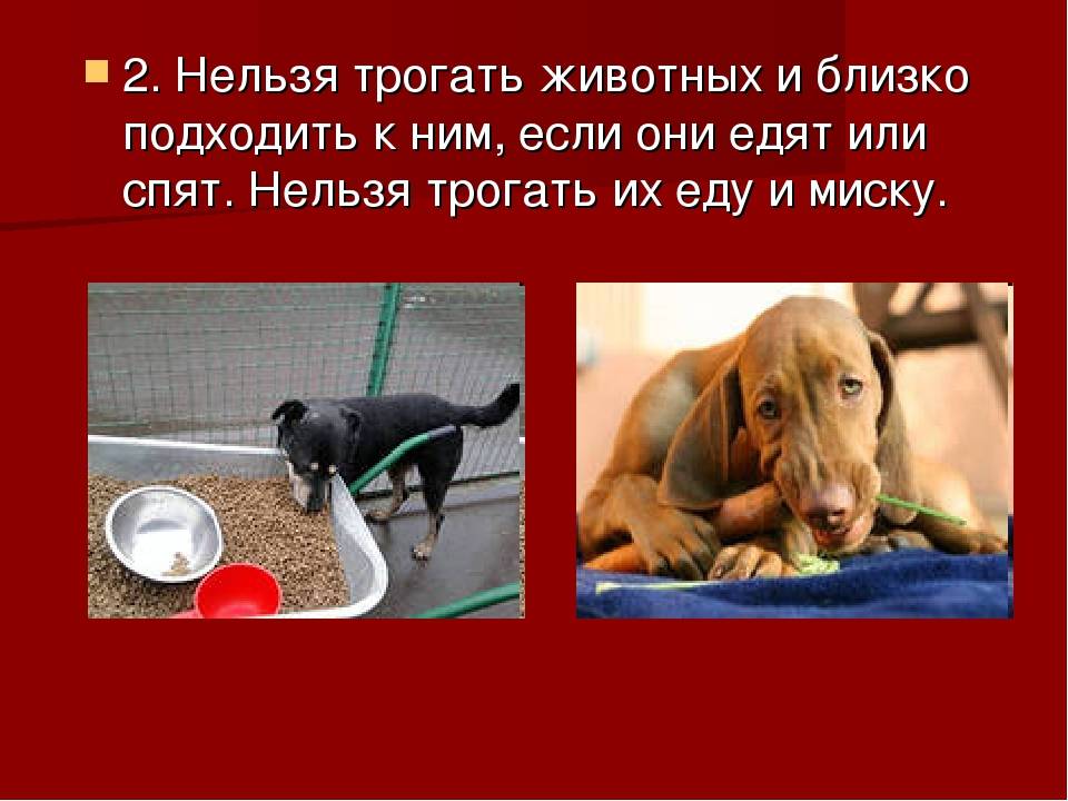 Кириллица  | почему татарам нельзя держать собак дома
