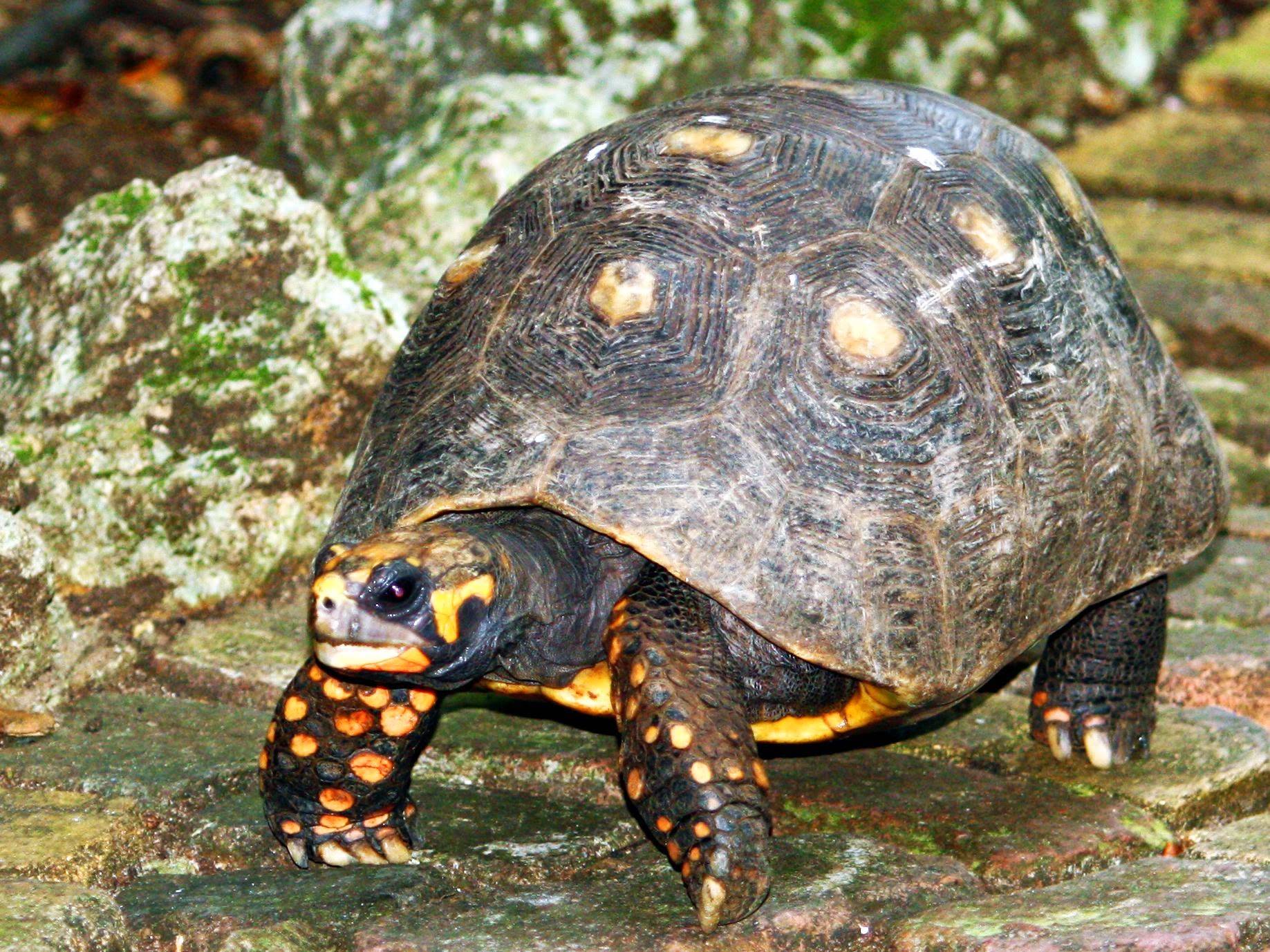 Красноногая (угольная) черепаха