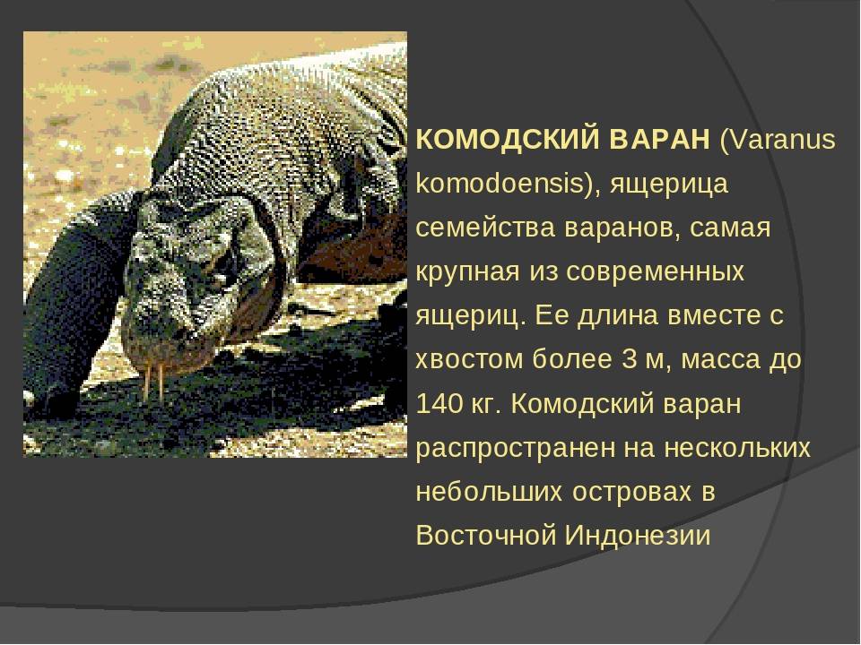 Среднеазиатский серый варан: как выглядит, где обитает, ядовитый или нет