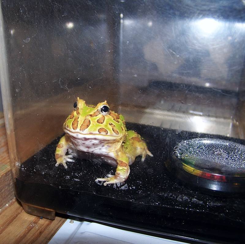 ᐉсодержание лягушек и жаб в домашних условиях. статья
