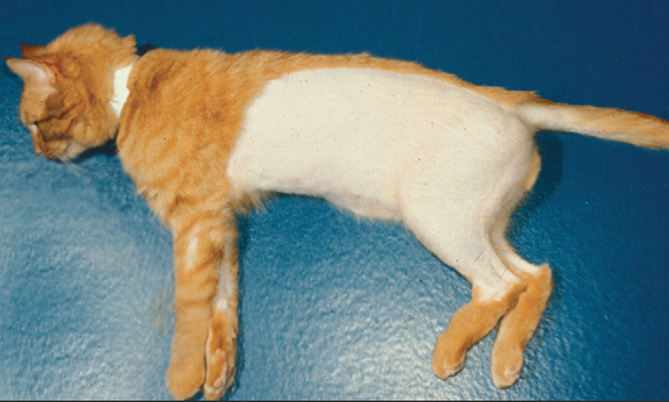 11 причин почему кошка вылизывает шерсть до кожи