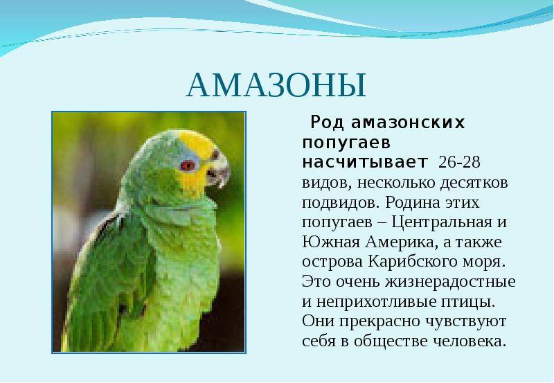 Самый умный попугай для дома: рейтинг и полезные советы