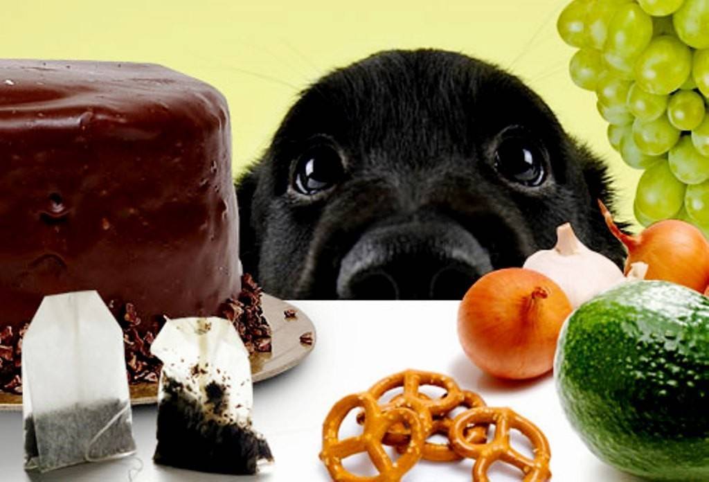 Чем нельзя кормить собаку | список запрещенных и опасных продуктов