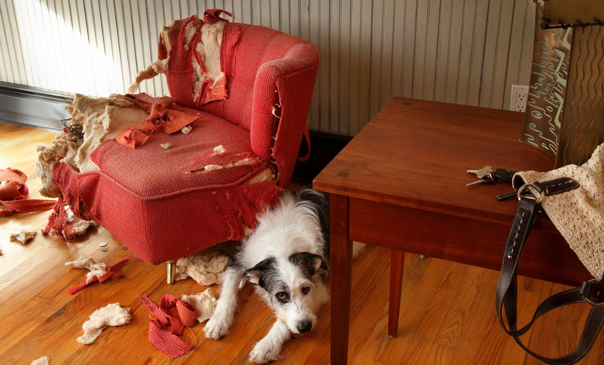 Как отучить собаку лаять дома, в отсутствии хозяина и когда она остается одна дома