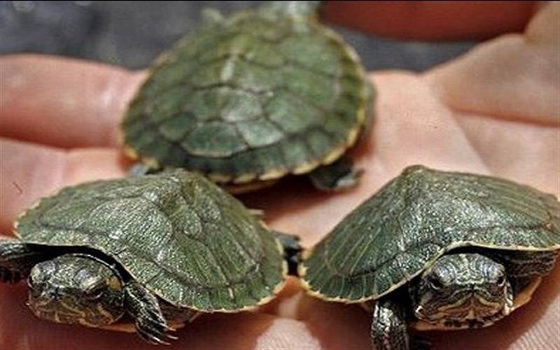 Виды маленьких черепах и правила их содержания