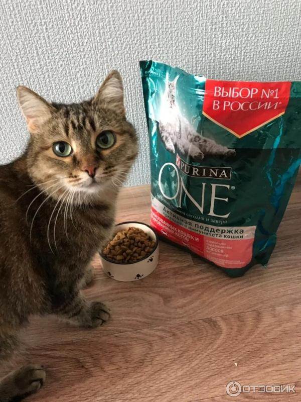 Чем кормить кастрированного кота или стерилизованную кошку в домашних условиях: советы ветеринаров