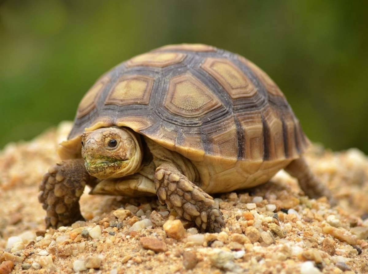Черепаха – описание, виды, пища, где обитает, фото