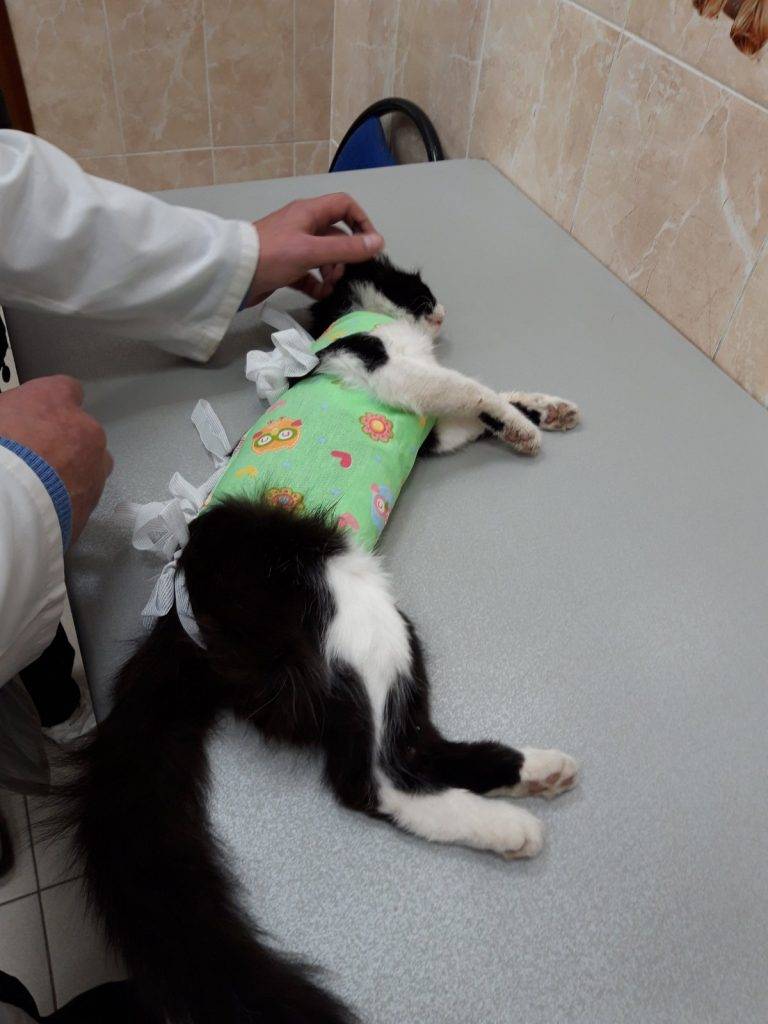 Кошка после стерилизации: послеоперационный период, адаптация и уход за животным