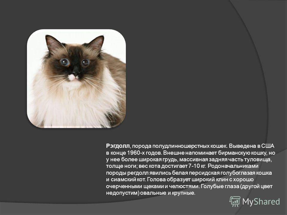 Бирманская - порода кошек - информация и особенностях | хиллс