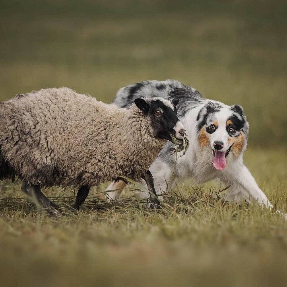 Виды пастушьих собак: шотландская, швейцарская и французская породы, английская пастушья собака