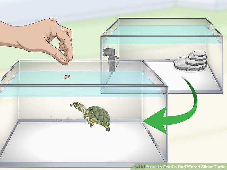 Как содержать и ухаживать за красноухой черепахой в домашних условиях?