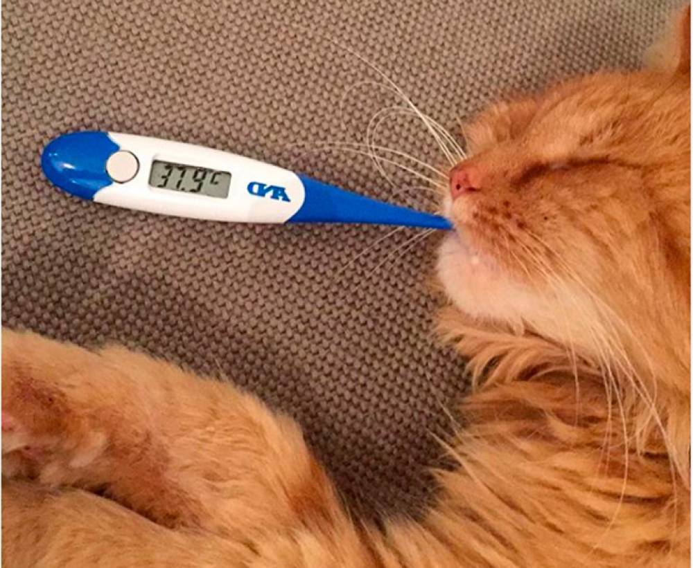Как измерить температуру кошке в домашних условиях?