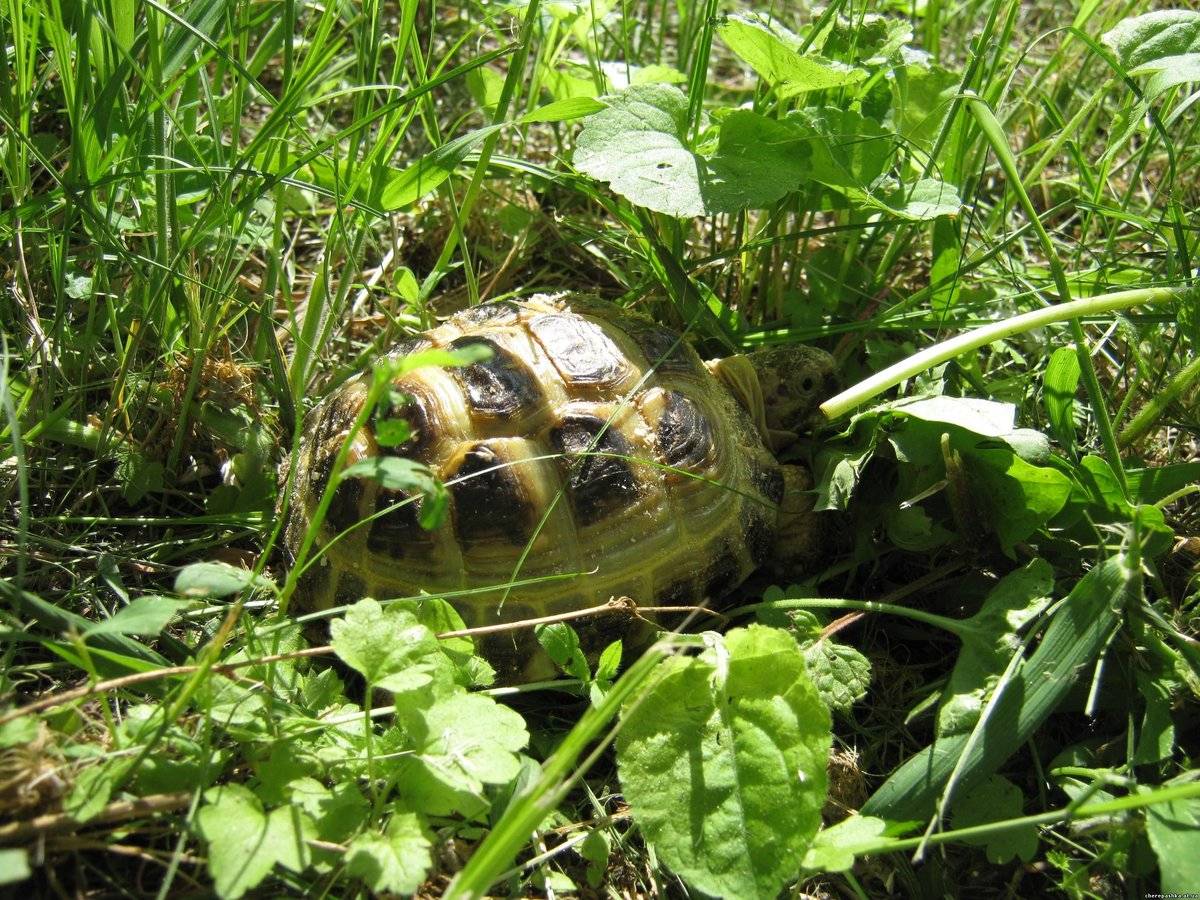Красноухая черепаха: всё об уходе за питомцем в домашних условиях