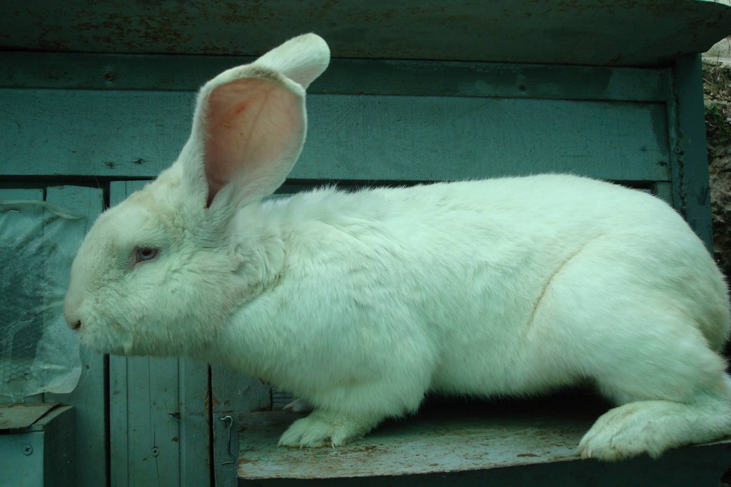 Кролики породы белый великан: описание, содержание и разведение