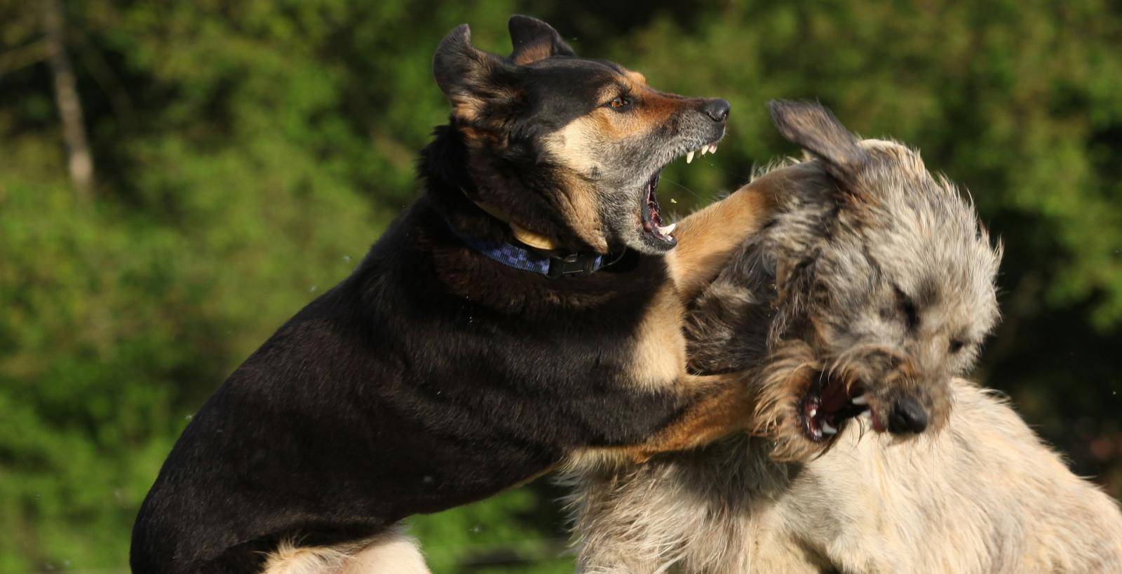 Агрессия у собак: виды, признаки и способы коррекции