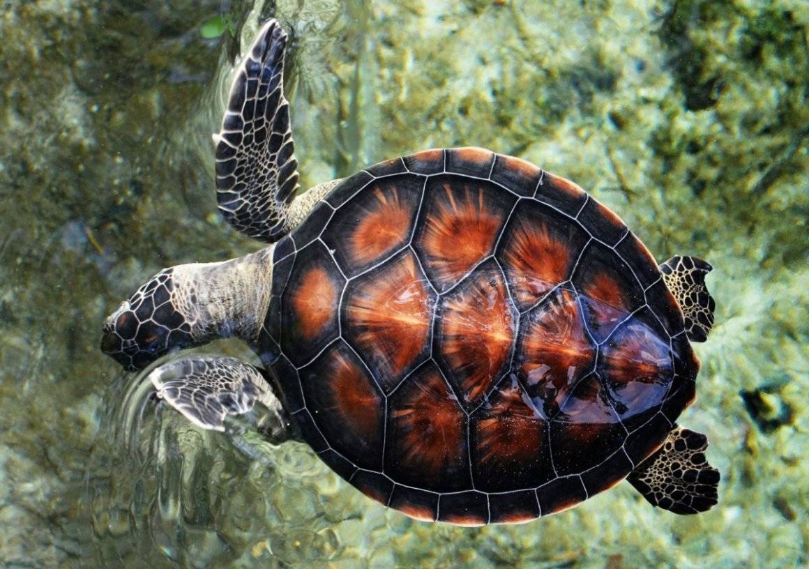 Самые интересные факты о черепахах | vivareit