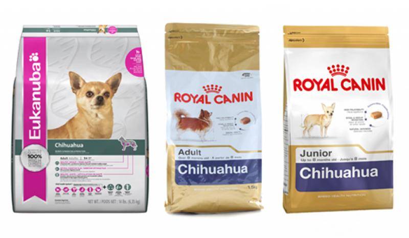 Правильное питание для чихуахуа: что можно и нельзя давать щенку, взрослой собаке