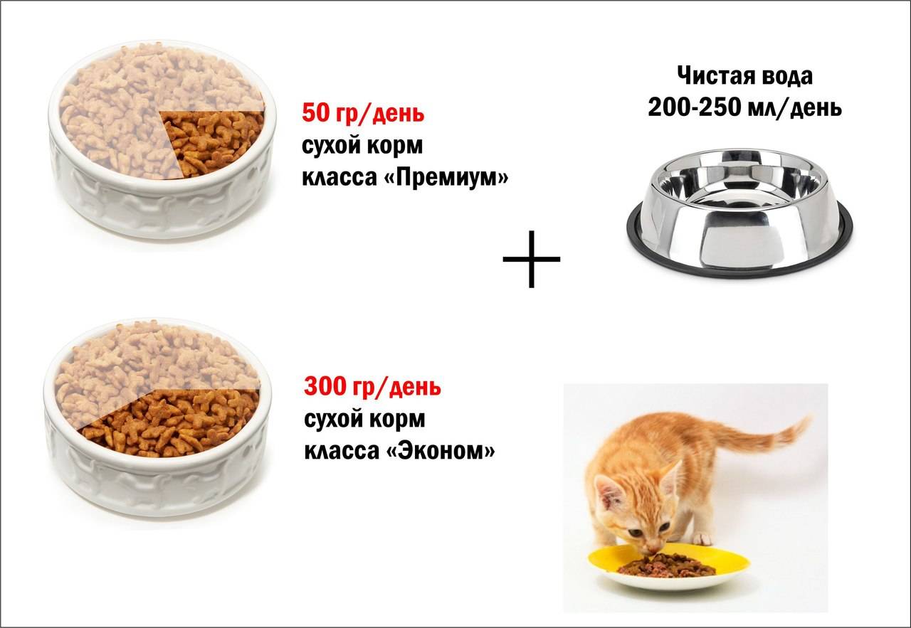 Можно ли кормить кошку только влажным кормом: факты и мнения специалистов | звери дома