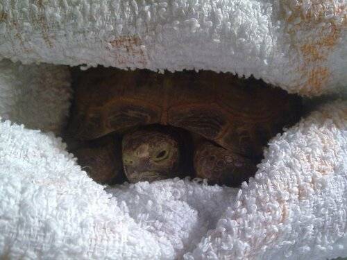 Когда будить домашнюю черепаху