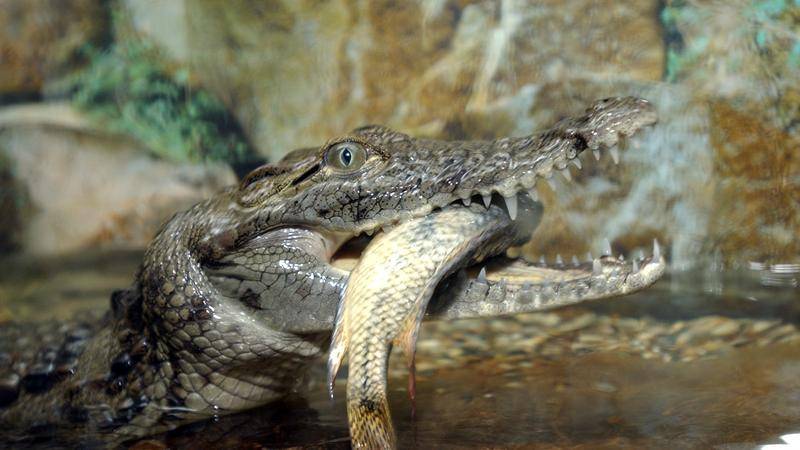 Как содержать экзотическое животное в домашних условиях? крокодил.