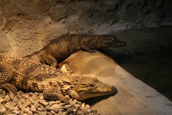 Чем кормить домашнего крокодила?