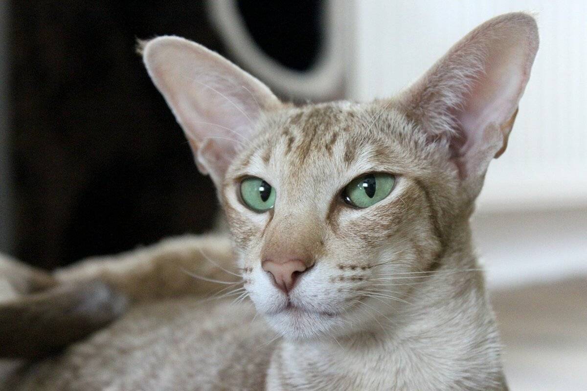 Кошки с круглыми ушами - список и описание пород