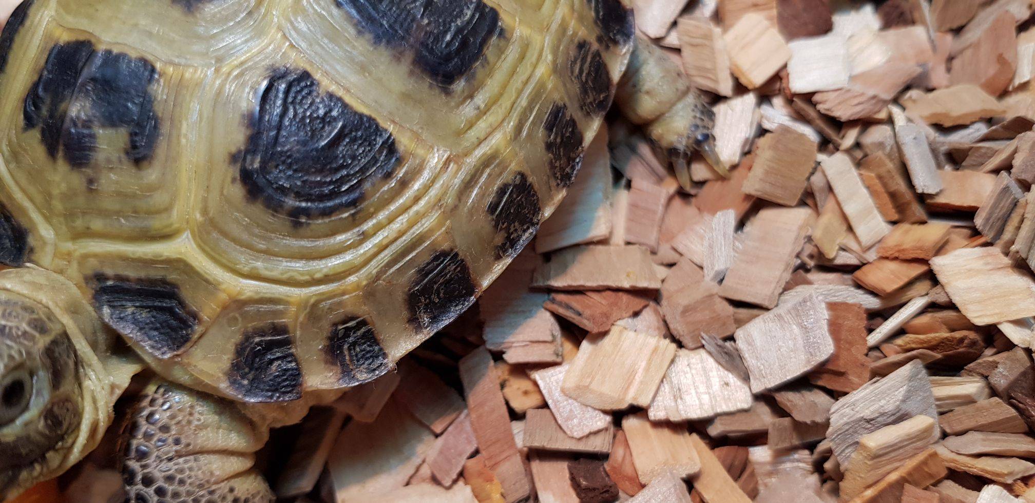 Что делать, если у черепахи мягкий панцирь? причины, лечение, профилактика