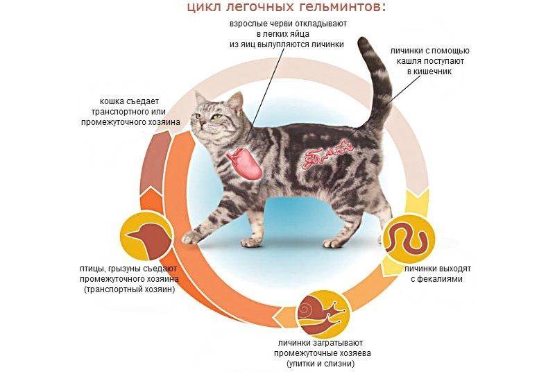 Кот не ест и не пьёт: тревожные симптомы, которые должны насторожить