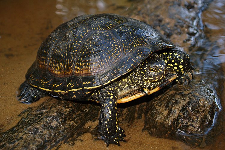 Болотная черепаха | животный мир россии