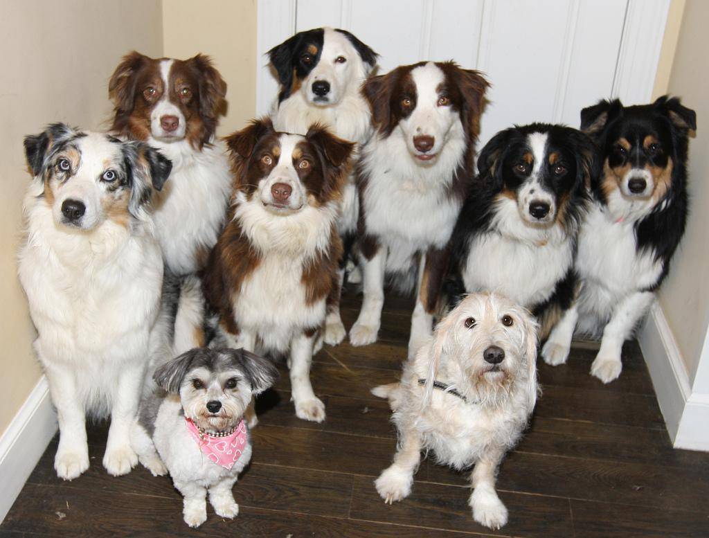10 самых умных преданных пород собак: фото, описание и стоимость