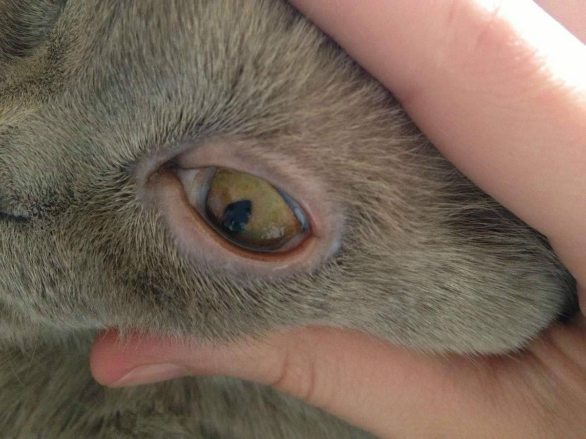 12 причин почему у кошки слезятся глаза - симптомы, лечение