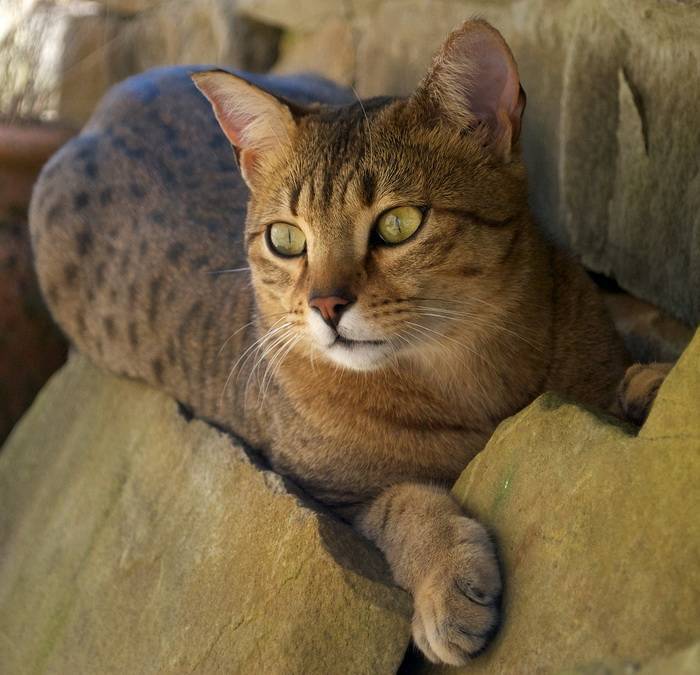Фото кошек мау. Египетская МАУ кошка. Порода кошек Египетская МАУ. Египетская МАУ котята. Египетская МАУ бронзовая.